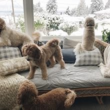Clean paws in the sofa