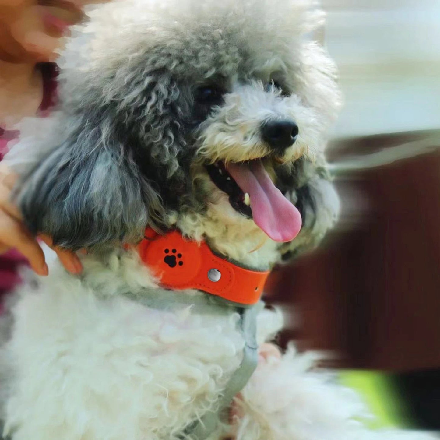Modus GPS Collar for Dogs & Cats – Apple Find My Compatible